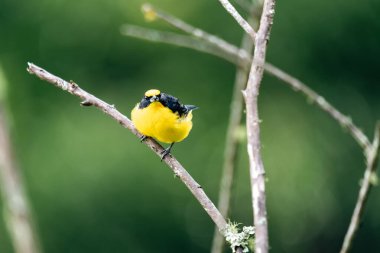 Ön plandaki ağaç dallarındaki kuşlar. Kolombiya. 