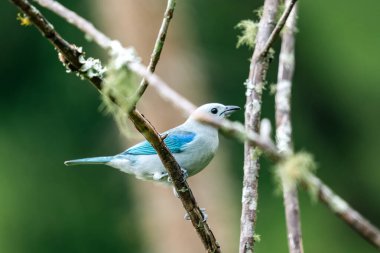 Ön planda ağaç dalları üzerinde mavi kuş. Kolombiya. 
