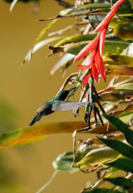 Öndeki çiçeklerin üzerinde uçan sinekkuşu..
