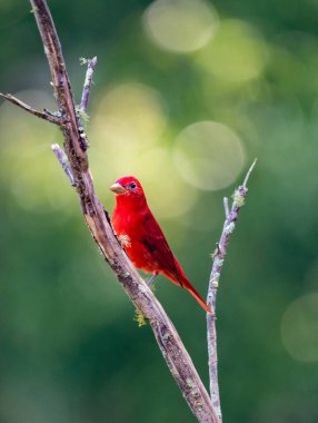 Ön planda ağaç dalları üzerinde kırmızı kuş. Kolombiya. 