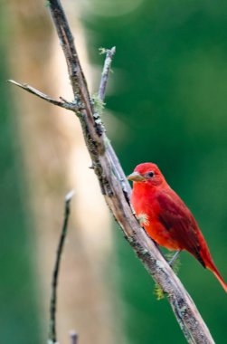 Ön planda ağaç dalları üzerinde kırmızı kuş. Kolombiya. 
