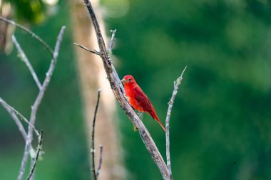 Ön planda ağaç dalları üzerinde kırmızı kuş. Kolombiya. 