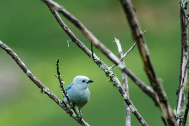 blue bird on tree branches in the foreground. Colombia.  clipart