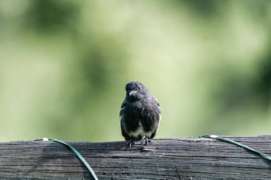 Ön plandaki ağaç dallarındaki kuşlar. Kolombiya. 