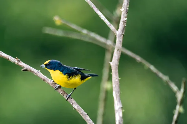 前景の木の枝に鳥がいる コロンビア — ストック写真