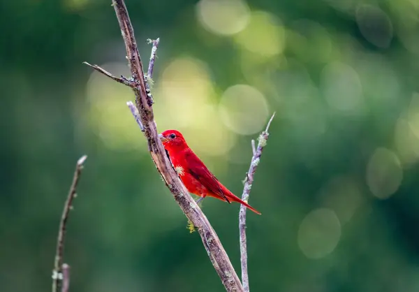 Rode Vogel Boomtakken Voorgrond Colombia — Stockfoto