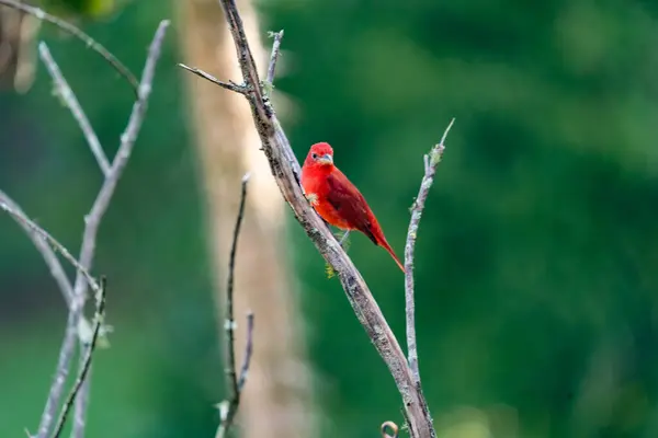 Červený Pták Větvích Stromů Popředí Kolumbie — Stock fotografie