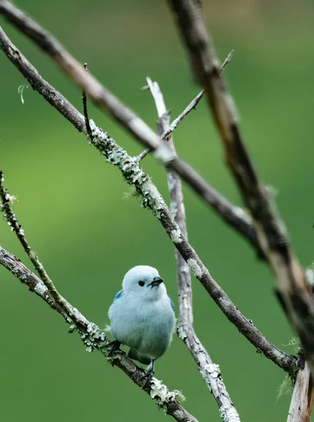 前景にある木の枝の青い鳥 コロンビア — ストック写真