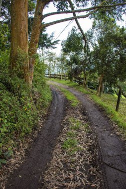 Yeşil ormandan geçerek LLano Grande, Antioquia, Kolombiya 'daki bir çiftliğe giden yol..