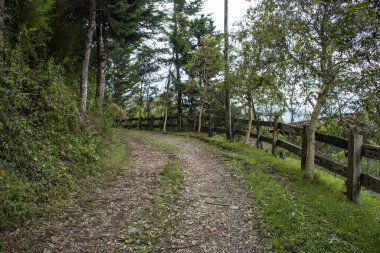 Yeşil ormandan geçerek LLano Grande, Antioquia, Kolombiya 'daki bir çiftliğe giden yol..
