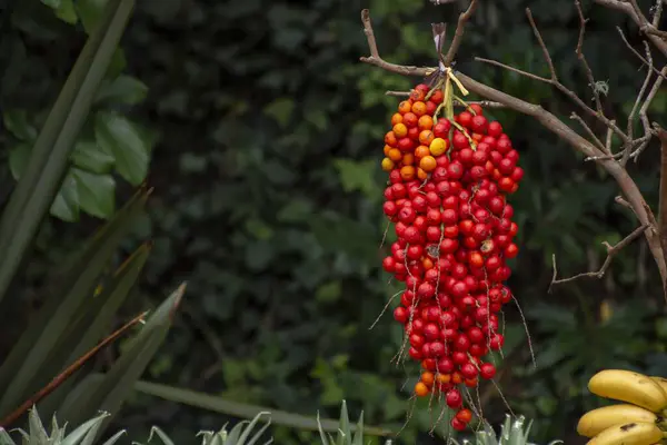 木からぶら下がっている赤いコロゾスの花束 コロンビア — ストック写真