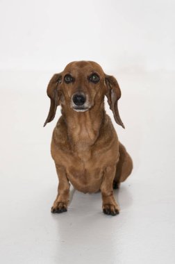 Beyaz arka planda güzel bir dachshund. Kolombiya.