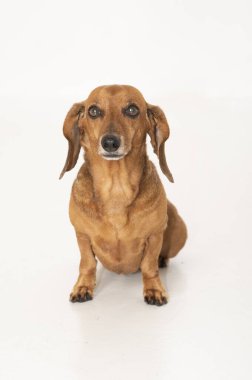 Beyaz arka planda güzel bir dachshund. Kolombiya.