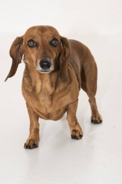 Beyaz arka planda güzel bir dachshund. Kolombiya.