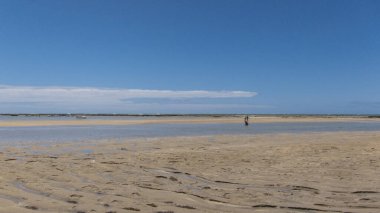 Carneiros sahilinde kum ağaçları ve mavi gökyüzü olan bir manzara. Tamandare, Brezilya. 
