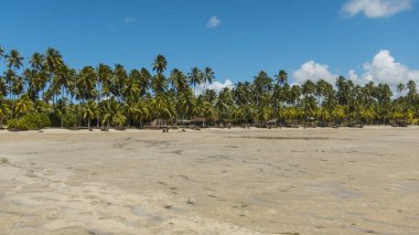 Carneiros sahilinde kum ağaçları ve mavi gökyüzü olan bir manzara. Tamandare, Brezilya. 