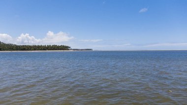 Carneiros sahilinde kum ağaçları ve mavi gökyüzü olan bir manzara. Tamandare, Brezilya. 