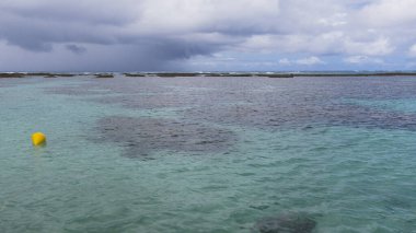 Carneiros sahilinde kum ağaçları ve mavi gökyüzü olan bir manzara. Tamandare, Brezilya. 