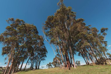 Yeşil ağaç dalları ve mavi gökyüzü ile tezat. Llano Grande, Kolombiya.