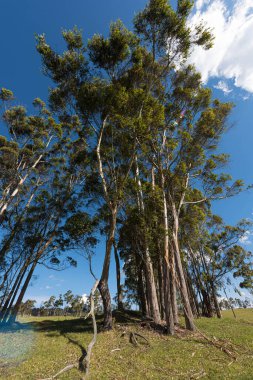 Yeşil ağaç dalları ve mavi gökyüzü ile tezat. Llano Grande, Kolombiya.