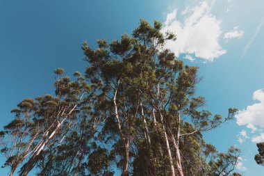 Yeşil ağaç dalları ve mavi gökyüzü ile tezat. Llano Grande, Kolombiya.