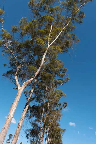 stock image Green tree branches and contrast with blue sky. Llano Grande, Colombia.