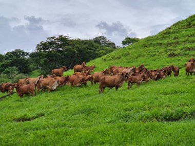 Tepede ve gri gökyüzünde bir grup Kızıl Brahman sığırı. Tamesis, Kolombiya.