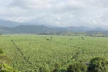 Apartado, Kolombiya. 8 Ağustos 2020: Apartado, Kolombiya 'da mavi gökyüzü ile panoramik doğal manzara.