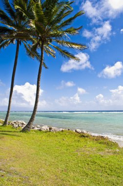 Karayipler 'deki deniz ve palmiye ağaçları San Andres Adası' nın manzarası.