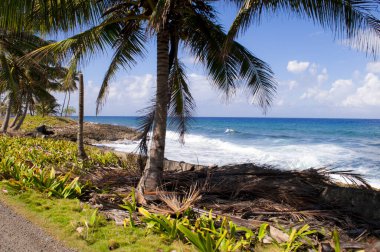 Karayipler 'deki deniz ve palmiye ağaçları San Andres Adası' nın manzarası.