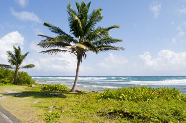 Karayipler 'deki deniz ve palmiye ağaçları San Andres Adası' nın manzarası.