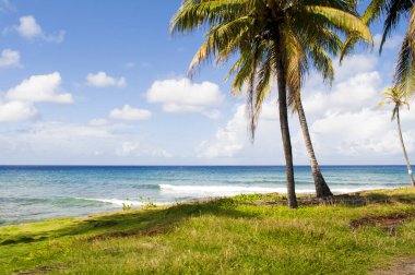 Karayipler 'deki deniz ve palmiye ağaçları San Andres Adası' nın manzarası.