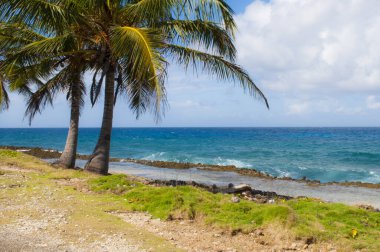 Karayipler 'deki deniz ve palmiye ağaçları San Andres Adası' nın manzarası.