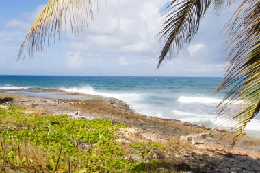 Karayipler 'deki deniz ve palmiye ağaçları San Andres Adası' nın manzarası.