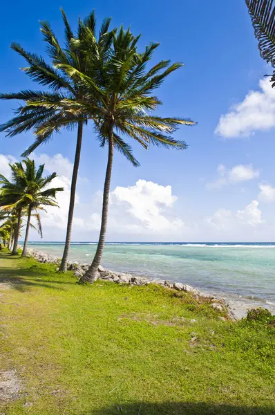 Karayipler 'deki deniz ve palmiye ağaçları San Andres Adası' nın manzarası.