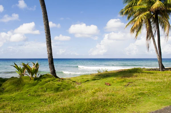 Karayipler 'deki deniz ve palmiye ağaçları San Andres Adası' nın manzarası.