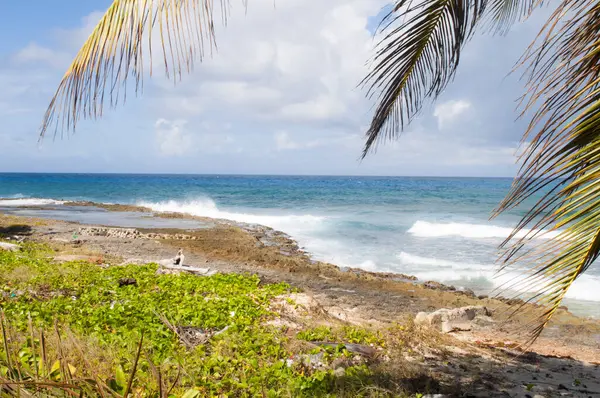 Karayipler 'deki deniz ve palmiye ağaçları San Andres Adası' nın manzarası.