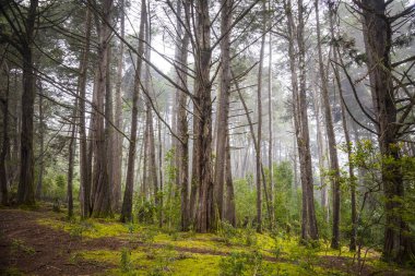 Arvi parkındaki orman. Santa Elena, Antakya, Kolombiya.