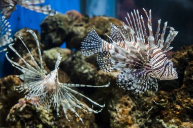 Medellin, Antioquia, Kolombiya. 14 Nisan 2015: Medellin 'deki Xxplora Parkı