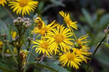Arvi Parkı 'ndaki manzara ve çiçekler. Santa Elena, Antioqua, Kolombiya
