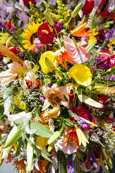 Ebedi bahar şehrindeki çiçek fuarında çekilen fotoğraflar. Medellin, Antioquia, Kolombiya.