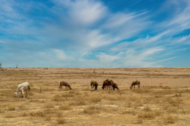 Güzel kurak manzaralı ve mavi gökyüzü olan çöldeki atlar. Guajira, Kolombiya.