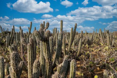 Punta Gallinas 'ta kaktüs manzarası ve mavi gökyüzü. Guajira, Kolombiya. 