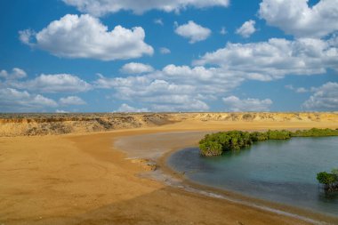 Punta Gallinas, Guajira, Kolombiya 'daki Mangrove manzarası.