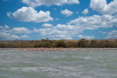 Punta Gallinas sahilinde pembe flamingolar. Guajira, Kolombiya. Punta Gallinas sahilinde pembe flamingolar..