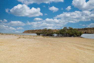 Punta Gallinas, Guajira, Kolombiya 'daki Mangrove manzarası.
