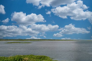Tesca bataklığı manzaralı manzara. Santa Marta Kolombiya.