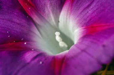 Böcekler, bitkiler ve meyvelerin makrofotoğrafçılığı.
