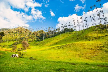 Natural landscape in the Cocora valley with blue sky. Salento, Quindio, Colombia.  clipart