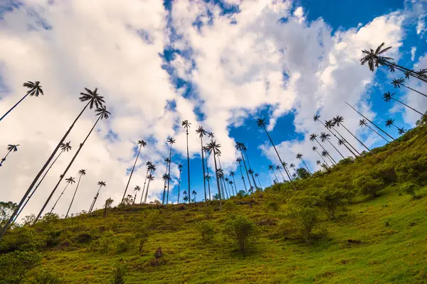 Mavi gökyüzü ile Cocora vadisinde doğal manzara. Salento, Quindio, Kolombiya. 